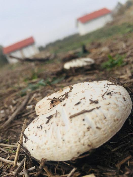Tómajor Vendégházak Tiszaeszlar Esterno foto